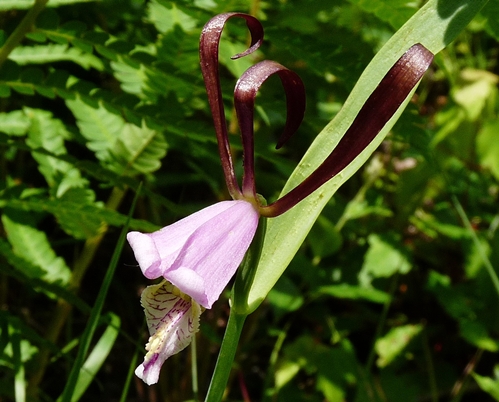 {Cleistesiopsis oricamporum}